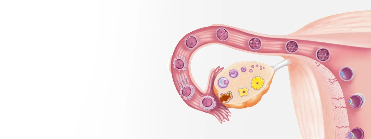 Top Signs and Symptoms of Ovulation: How to Know When You’re Ovulating